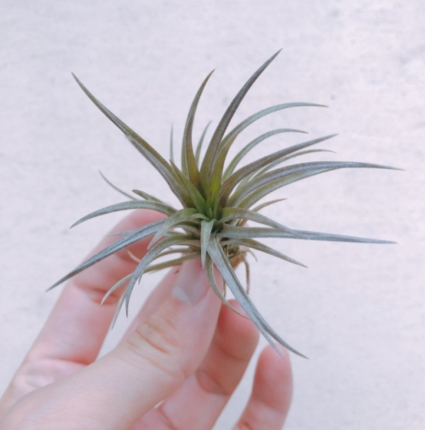 大仔／Tillandsia extensa 空氣鳳梨，鳳梨花，淨化空氣，綠化，園藝，Tillandsia