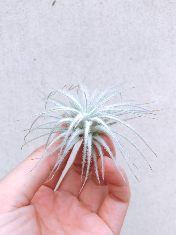 厄瓜多雞毛撢子／Tillandsia tectorum “Ecuador" 空氣鳳梨,鳳梨花,淨化空氣,綠化,園藝,Tillandsia