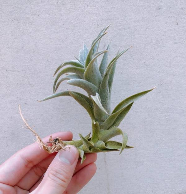 小- 赤兔／Tillandsia edithae 空氣鳳梨，鳳梨花，淨化空氣，綠化，園藝，Tillandsia