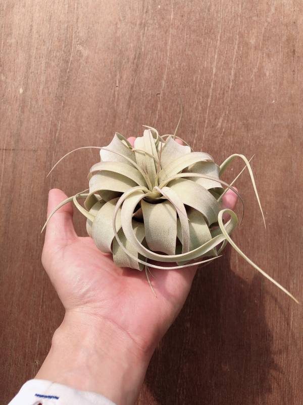 小-瓜地馬拉霸王／Tillandsia xerographica 空氣鳳梨,鳳梨花,淨化空氣,綠化,園藝,Tillandsia