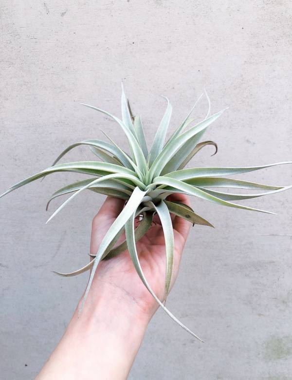 哈里斯x霸王／Tillandsia harrisii x xerographica 空氣鳳梨，鳳梨花，淨化空氣，綠化，園藝，Tillandsia