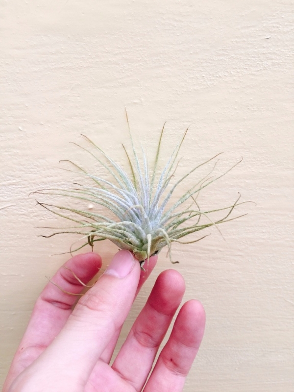 斑馬小精靈／Tillandsia ionantha 'Zebrina' 空氣鳳梨,鳳梨花,淨化空氣,綠化,園藝,Tillandsia