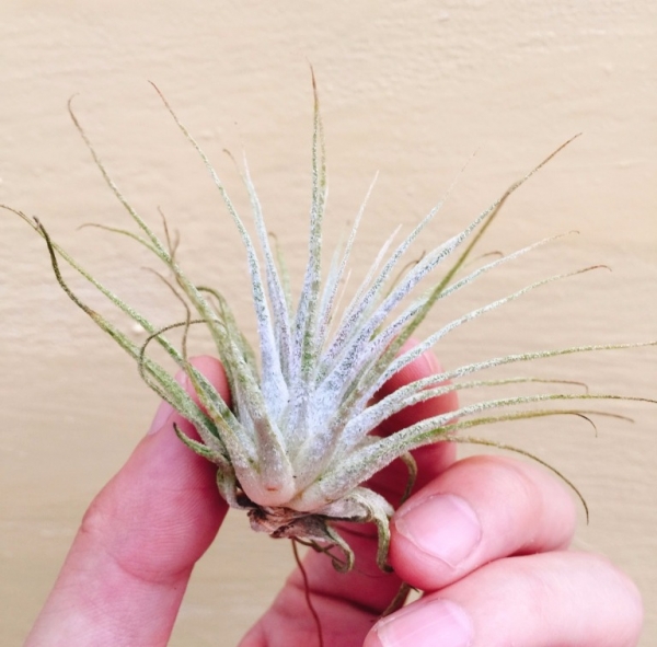 斑馬小精靈／Tillandsia ionantha 'Zebrina' 空氣鳳梨,鳳梨花,淨化空氣,綠化,園藝,Tillandsia