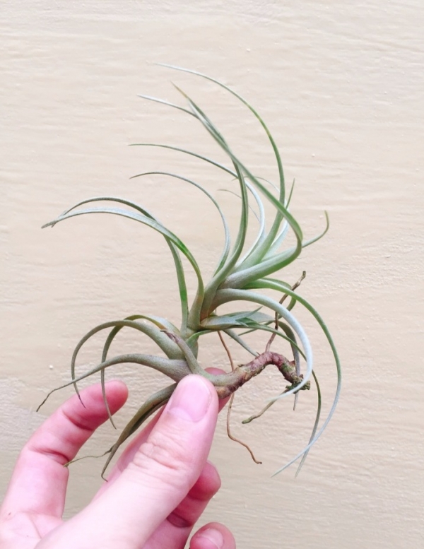 娜娜／Tillandsia nana 空氣鳳梨，鳳梨花，淨化空氣，綠化，園藝，Tillandsia