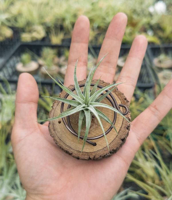 銀星多國花／Tillandsia stricta ‘Silver Star' 空氣鳳梨,鳳梨花,淨化空氣,綠化,園藝,Tillandsia