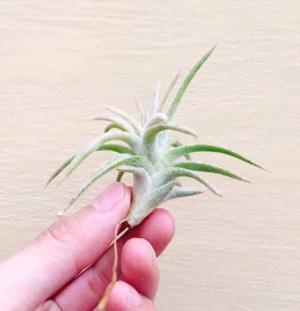 小-長莖小精靈／Tillandsia ionantha var. van-hyningii 空氣鳳梨，鳳梨花，淨化空氣，綠化，園藝，Tillandsia