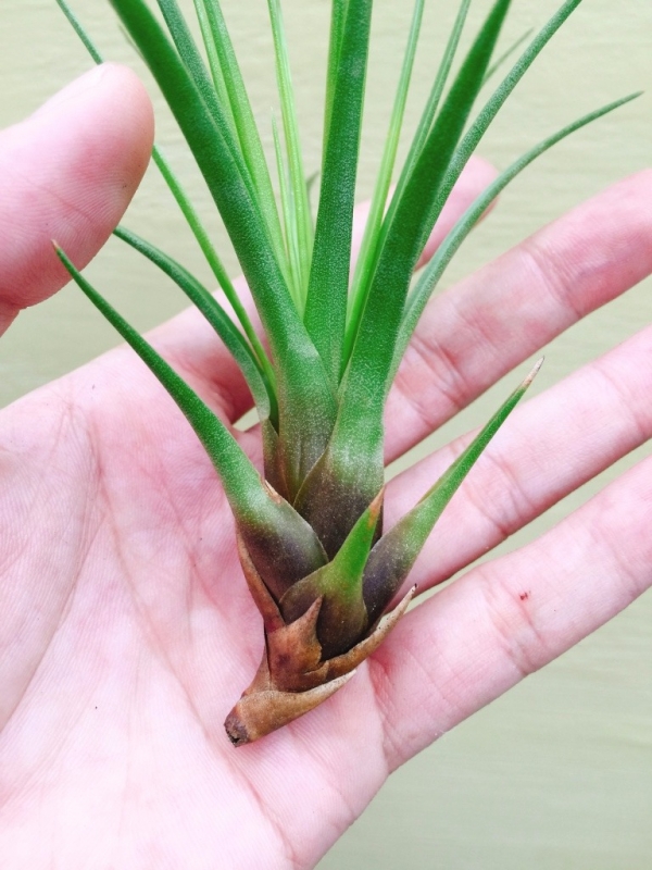 三色花／Tillandsia melanocrater Tricolor 空氣鳳梨,鳳梨花,淨化空氣,綠化,園藝,Tillandsia