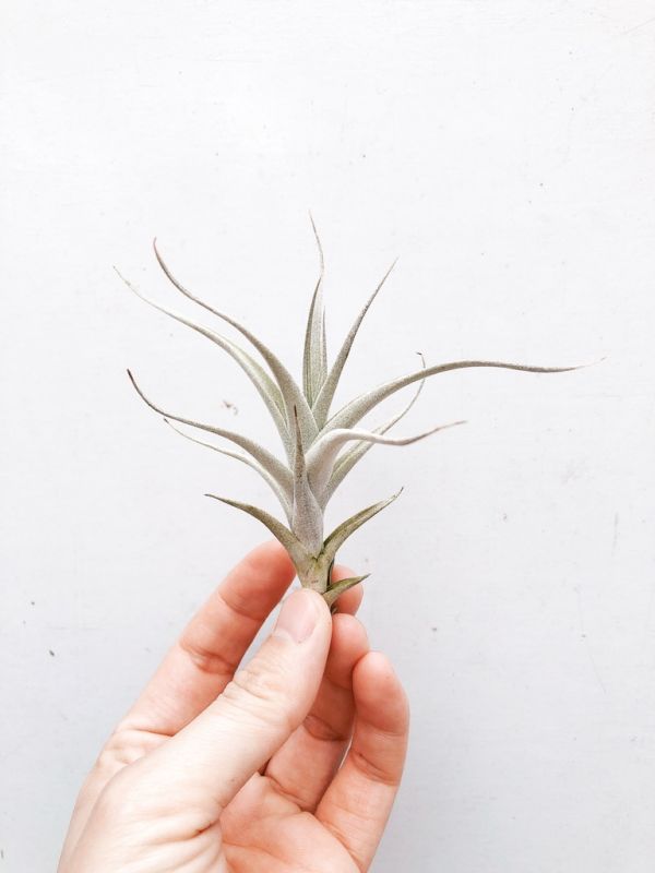 阿比達／Tillandsia albida 空氣鳳梨，鳳梨花，淨化空氣，綠化，園藝，Tillandsia