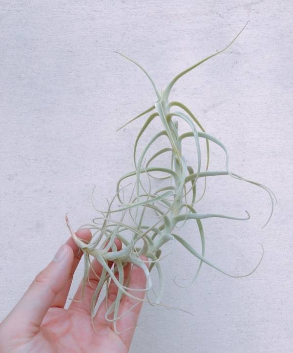 小-粗糠交雞毛撢子／Tillandsia paleacea x tectorum 空氣鳳梨，鳳梨花，淨化空氣，綠化，園藝，Tillandsia