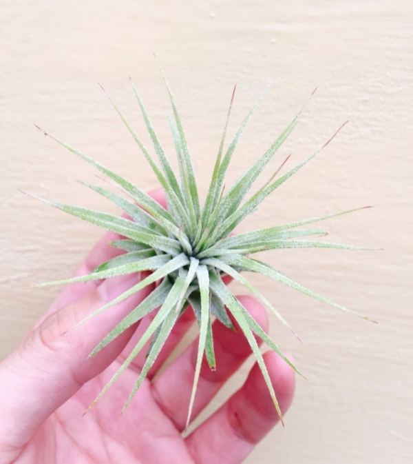 全紅小精靈／Tillandsia ionantha 'Rubra' 空氣鳳梨,鳳梨花,淨化空氣,綠化,園藝,Tillandsia