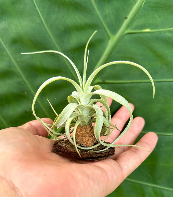 勞倫茲交迷你電捲實生苗／Tillandsia lorentziana x diguetii 空氣鳳梨,鳳梨花,淨化空氣,綠化,園藝,Tillandsia