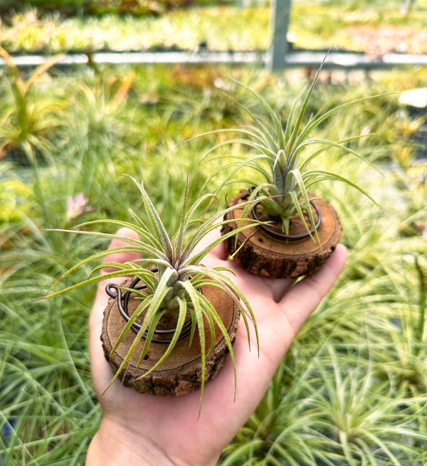 小精靈交普拉薩／Tillandsia ionantha x prascheckii 空氣鳳梨,鳳梨花,淨化空氣,綠化,園藝,Tillandsia