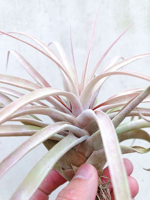 卡比他他'RIO HONDO'／Tillandsia capitata 'Rio Hondo' 空氣鳳梨，鳳梨花，淨化空氣，綠化，園藝，Tillandsia