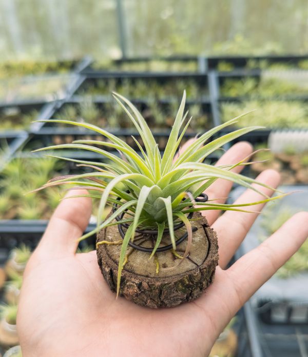 大男孩小精靈交紅粉佳人實生苗／Tillandsia ionantha 'Big Boy' x achyrostachy 空氣鳳梨,鳳梨花,淨化空氣,綠化,園藝,Tillandsia