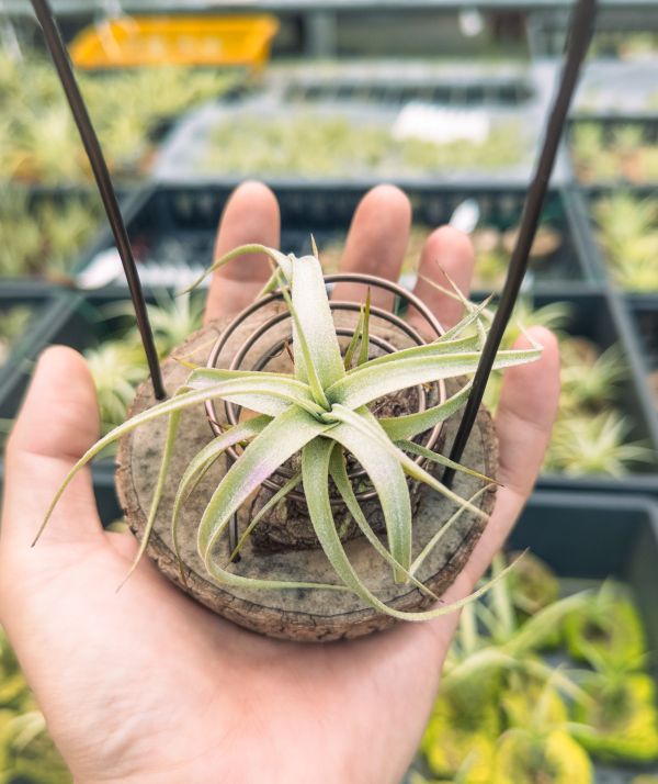 勞倫茲交迷你電捲實生苗／Tillandsia lorentziana x diguetii 空氣鳳梨,鳳梨花,淨化空氣,綠化,園藝,Tillandsia