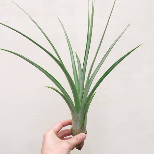 自然交種選拔種／Tillandsia xsmalliana 'Giant Form' 空氣鳳梨，鳳梨花，淨化空氣，綠化，園藝，Tillandsia