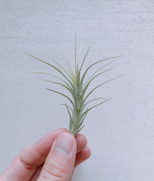 大狐尾／Tillandsia heteromorpha 空氣鳳梨，鳳梨花，淨化空氣，綠化，園藝，Tillandsia