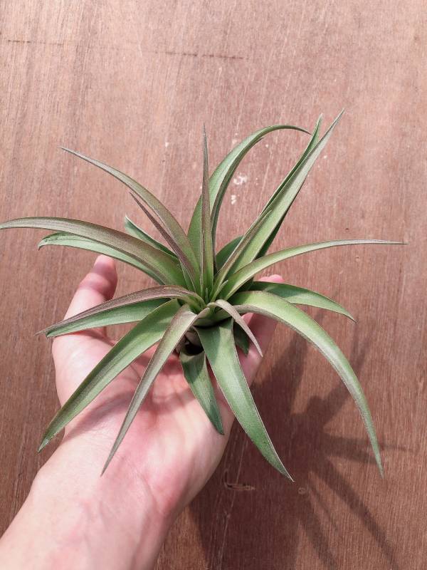 艾瑞克／Tillandsia Eric Knobloch 空氣鳳梨,鳳梨花,淨化空氣,綠化,園藝,Tillandsia