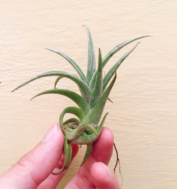 赤兔／Tillandsia edithae 空氣鳳梨，鳳梨花，淨化空氣，綠化，園藝，Tillandsia