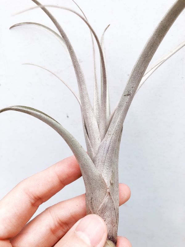 晨曦／Tillandsia micans 空氣鳳梨，鳳梨花，淨化空氣，綠化，園藝，Tillandsia