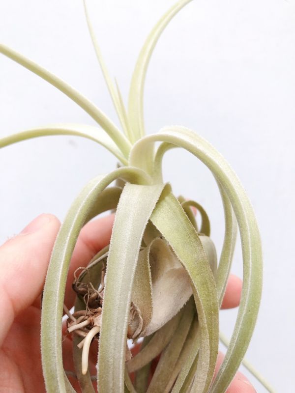 晨曦交種／Tillandsia micans Hybrid 空氣鳳梨,鳳梨花,淨化空氣,綠化,園藝,Tillandsia