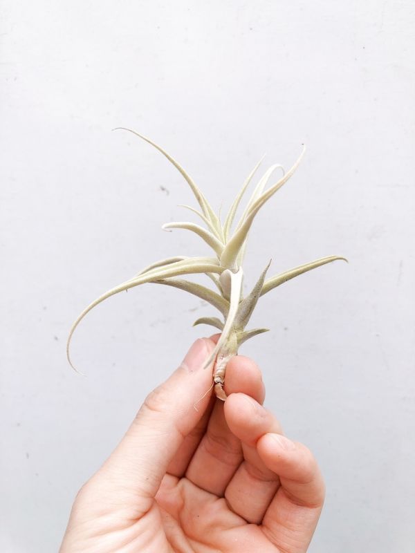 粗糠交種／Tillandsia paleacea Hybrid 空氣鳳梨，鳳梨花，淨化空氣，綠化，園藝，Tillandsia