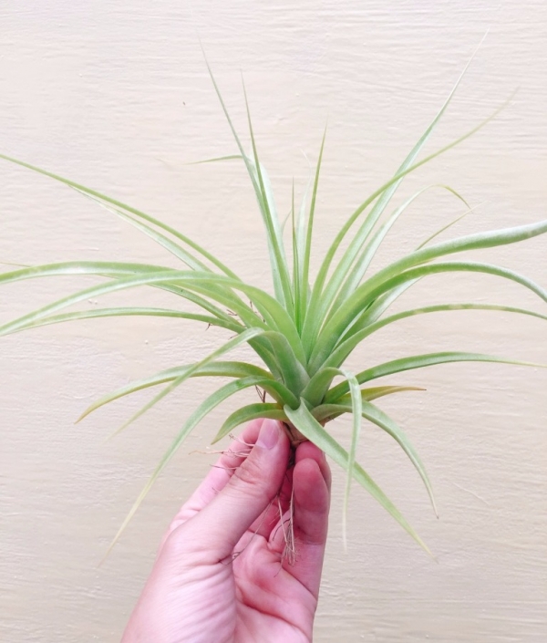 貝克力x空可樂／Tillandsia brachycaulos x concolor 空氣鳳梨，鳳梨花，淨化空氣，綠化，園藝，Tillandsia