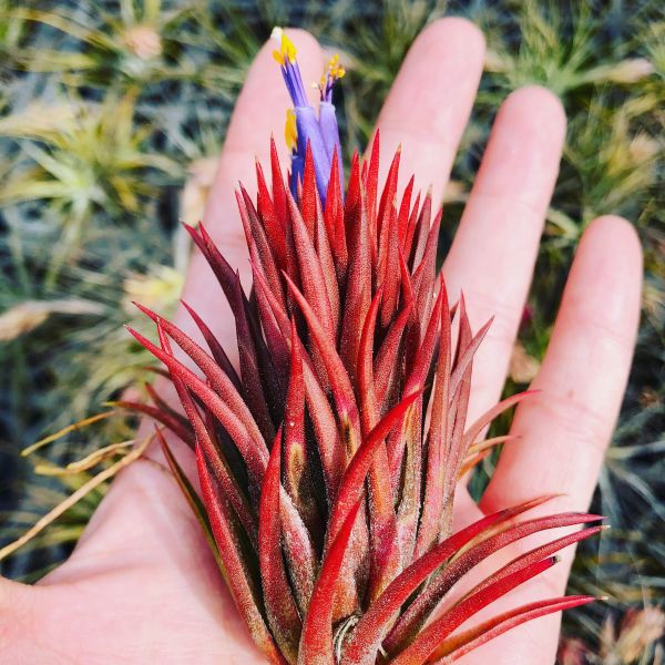 綠色型小精靈／Tillandsia ionantha 'Green' 空氣鳳梨,鳳梨花,淨化空氣,綠化,園藝,Tillandsia