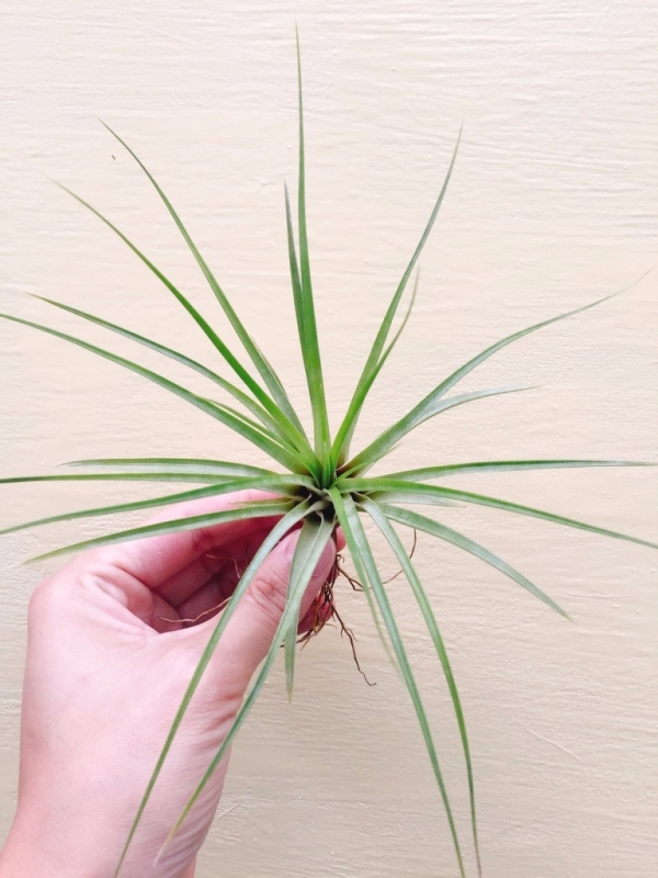阿卡蒂／Tillandsia acostae 空氣鳳梨，鳳梨花，淨化空氣，綠化，園藝，Tillandsia