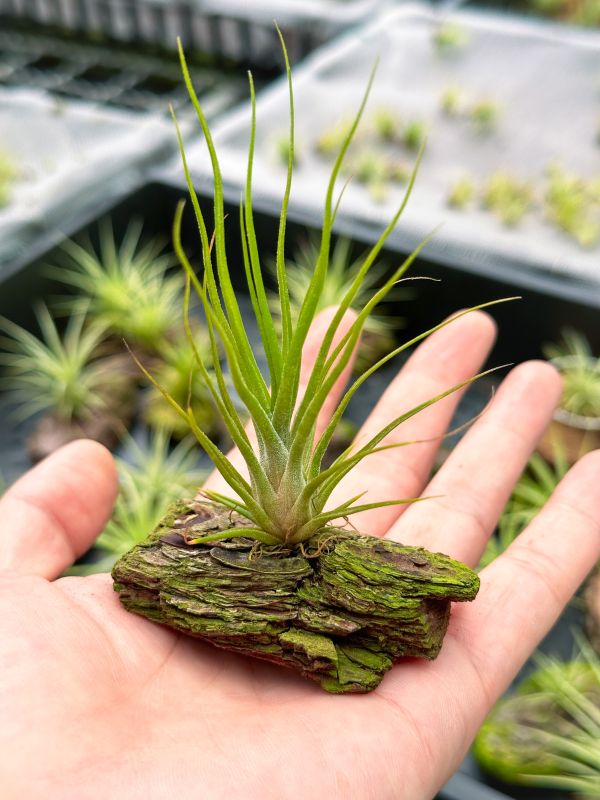 章魚電捲X實生苗／Tillandsia bulbosa x streptophylla X 空氣鳳梨,鳳梨花,淨化空氣,綠化,園藝,Tillandsia