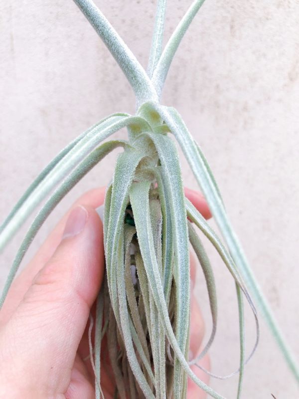 折葉-彗星x香妃／Tillandsia straminea x arhiza 空氣鳳梨，鳳梨花，淨化空氣，綠化，園藝，Tillandsia