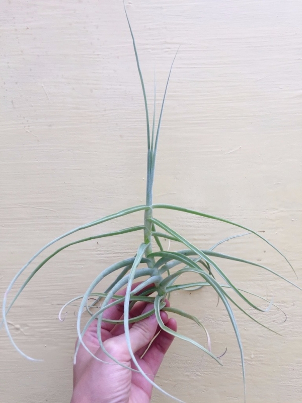 香妃／Tillandsia arhiza 空氣鳳梨，鳳梨花，淨化空氣，綠化，園藝，Tillandsia