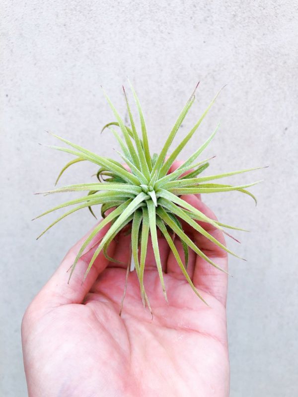 捲葉小精靈／Tillandsia ionantha "Curly leaf" 空氣鳳梨,鳳梨花,淨化空氣,綠化,園藝,Tillandsia