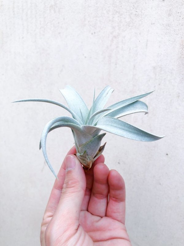 側芽-瓜地馬拉霸王／Tillandsia xerographica 空氣鳳梨,鳳梨花,淨化空氣,綠化,園藝,Tillandsia