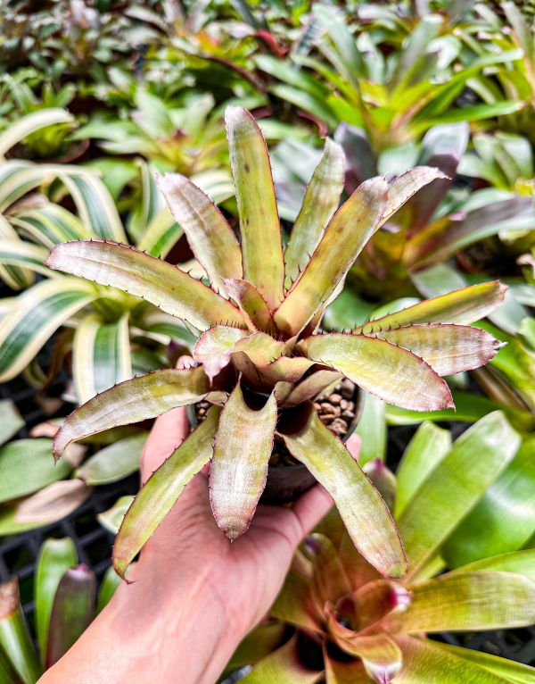 粉紅芭比／Aechmea pineliana var. Minuta 積水鳳梨,鳳梨花