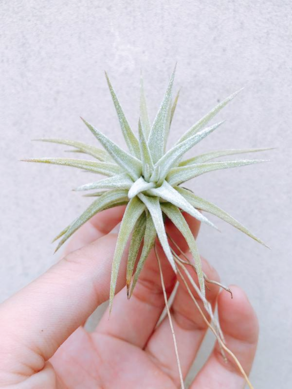 小-長莖小精靈／Tillandsia ionantha var. van-hyningii 空氣鳳梨，鳳梨花，淨化空氣，綠化，園藝，Tillandsia