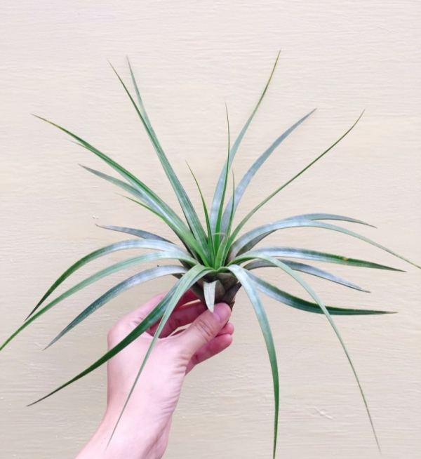 費西／Tillandsia fasciculata Tricolor 空氣鳳梨，鳳梨花，淨化空氣，綠化，園藝，Tillandsia