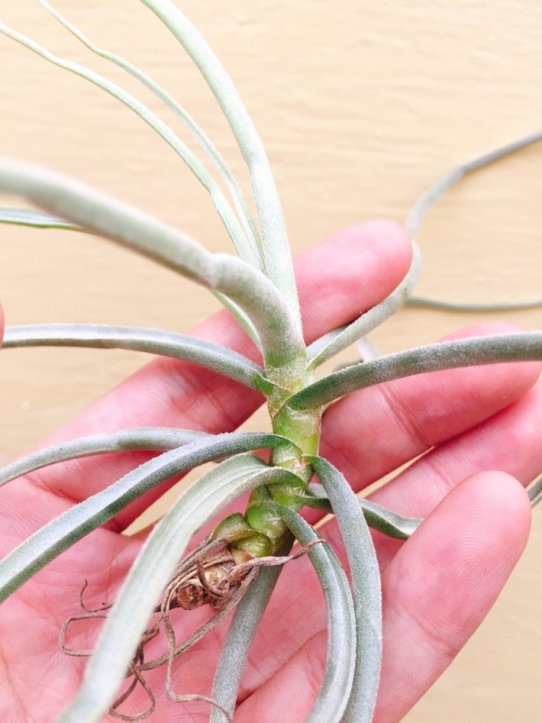 香蘭／Tillandsia streptocarpa 空氣鳳梨，鳳梨花，淨化空氣，綠化，園藝，Tillandsia