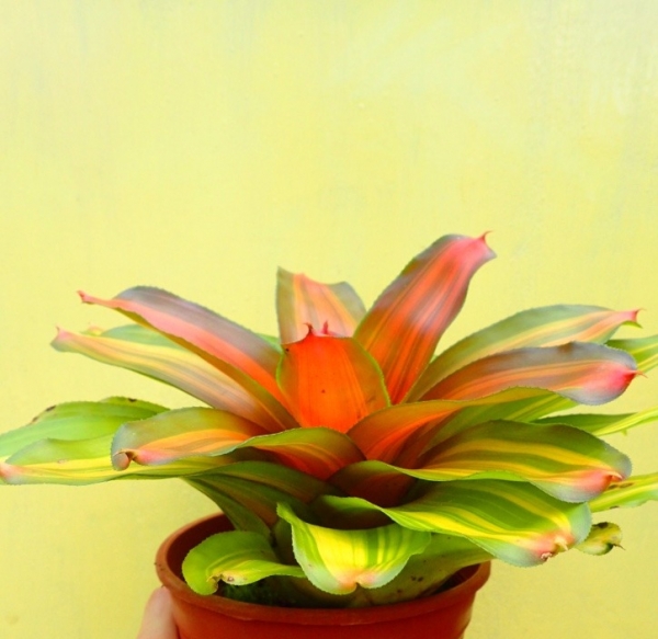 佛萊迪／Neoregelia Freddie 積水鳳梨，鳳梨花
