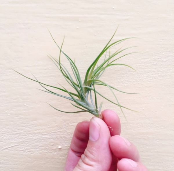 白雪／Tillandsia pardoii 空氣鳳梨,鳳梨花,淨化空氣,綠化,園藝,Tillandsia