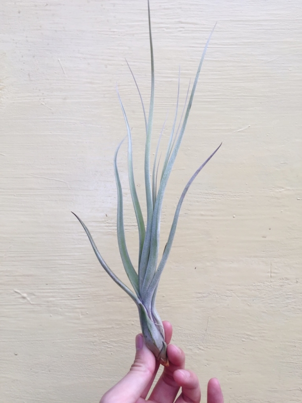 小-柳葉／Tillandsia balbisiana 空氣鳳梨,鳳梨花,淨化空氣,綠化,園藝,Tillandsia