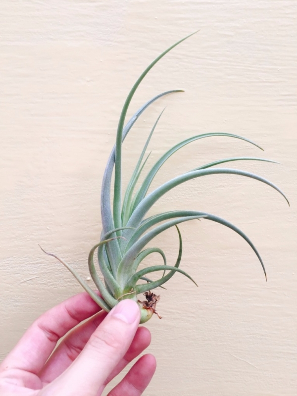 晨曦交種／Tillandsia micans Hybrid 空氣鳳梨,鳳梨花,淨化空氣,綠化,園藝,Tillandsia