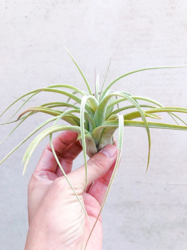 電捲x滷肉／Tillandsia streptophylla x novakii 空氣鳳梨，鳳梨花，淨化空氣，綠化，園藝，Tillandsia