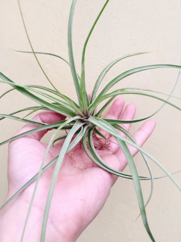 貝可力x琥珀／Tillandsia brachycaulos X schiedeana 空氣鳳梨，鳳梨花，淨化空氣，綠化，園藝，Tillandsia