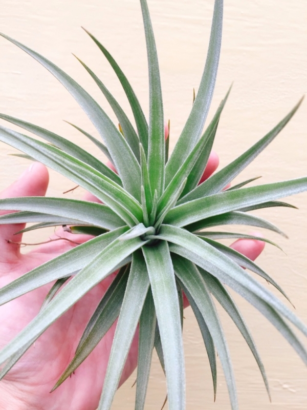 巨大型白翼／Tillandsia didisticha 'Giant' 空氣鳳梨,鳳梨花,淨化空氣,綠化,園藝,Tillandsia
