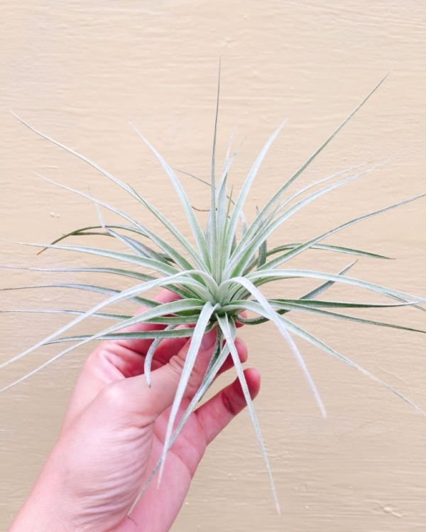 棉花糖／Tillandsia Cotton Candy 空氣鳳梨,鳳梨花,淨化空氣,綠化,園藝,Tillandsia