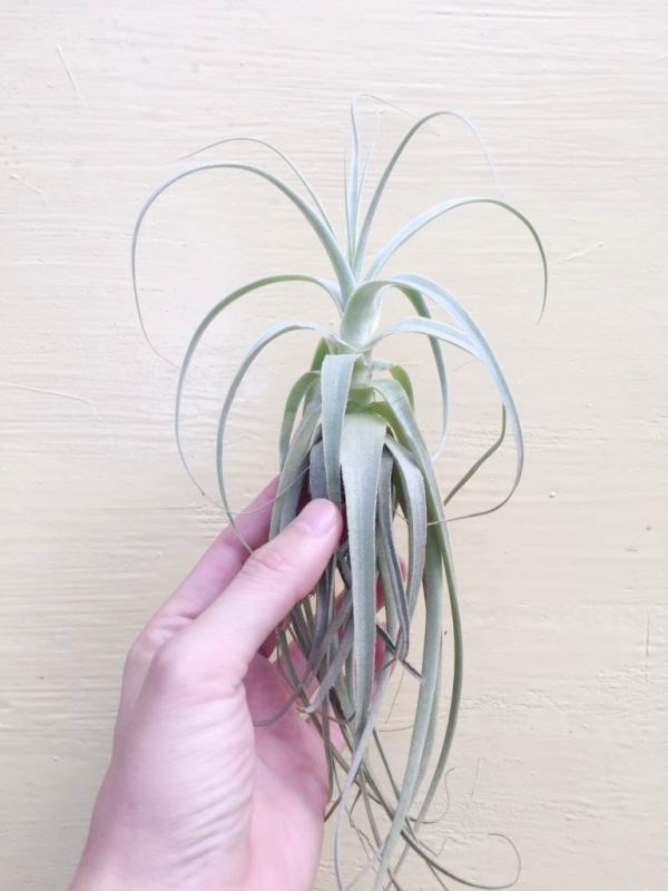 中-彗星／Tillandsia straminea 空氣鳳梨，鳳梨花，淨化空氣，綠化，園藝，Tillandsia