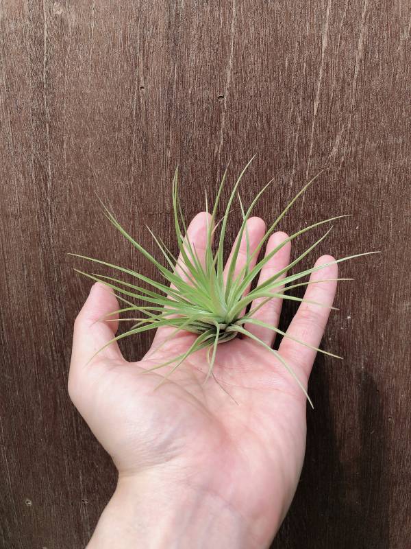 硬葉多國花／Tillandsia stricta Bak 空氣鳳梨,鳳梨花,淨化空氣,綠化,園藝,Tillandsia