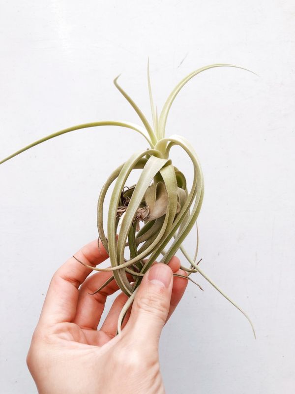 晨曦交種／Tillandsia micans Hybrid 空氣鳳梨,鳳梨花,淨化空氣,綠化,園藝,Tillandsia