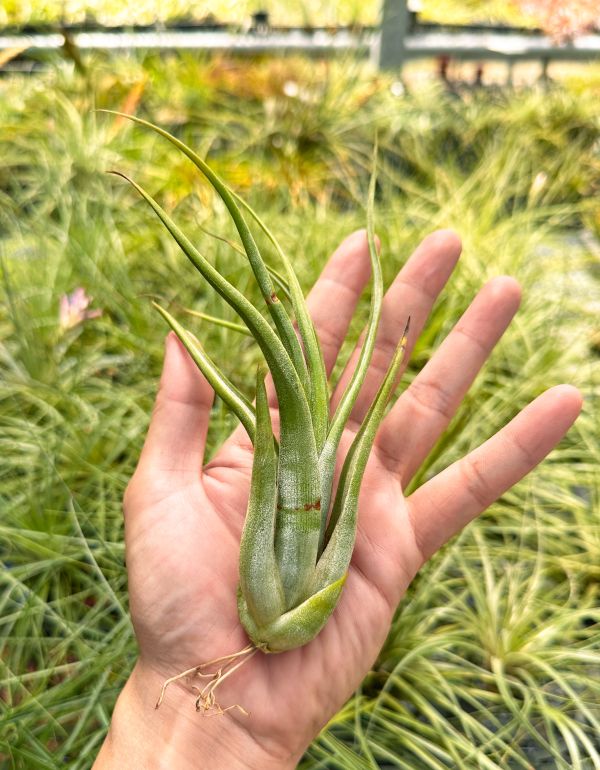 紅女王頭／Tillandsia paucifolia 空氣鳳梨,鳳梨花,淨化空氣,綠化,園藝,Tillandsia